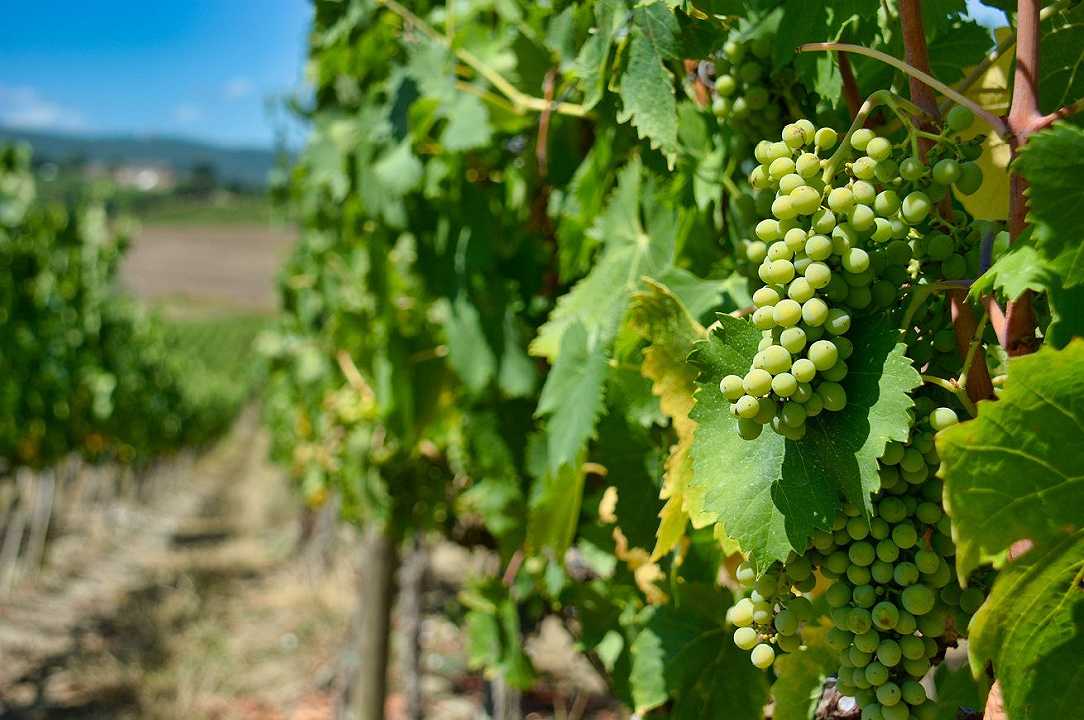Vino: Forbes incorona la Sicilia regione vinicola italiana