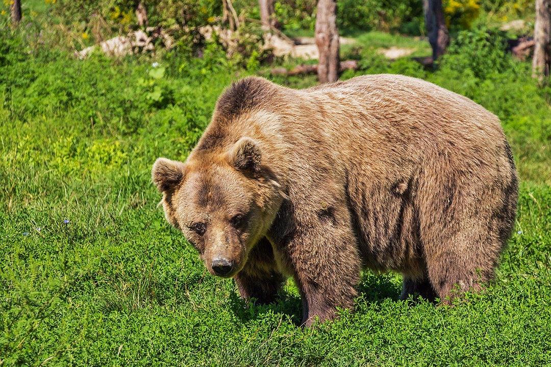 Caccia: il principe del Liechtenstein uccide orso gigantesco