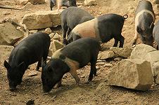 Peste suina in Toscana, il Consorzio della Cinta senese chiede una riduzione dei cinghiali
