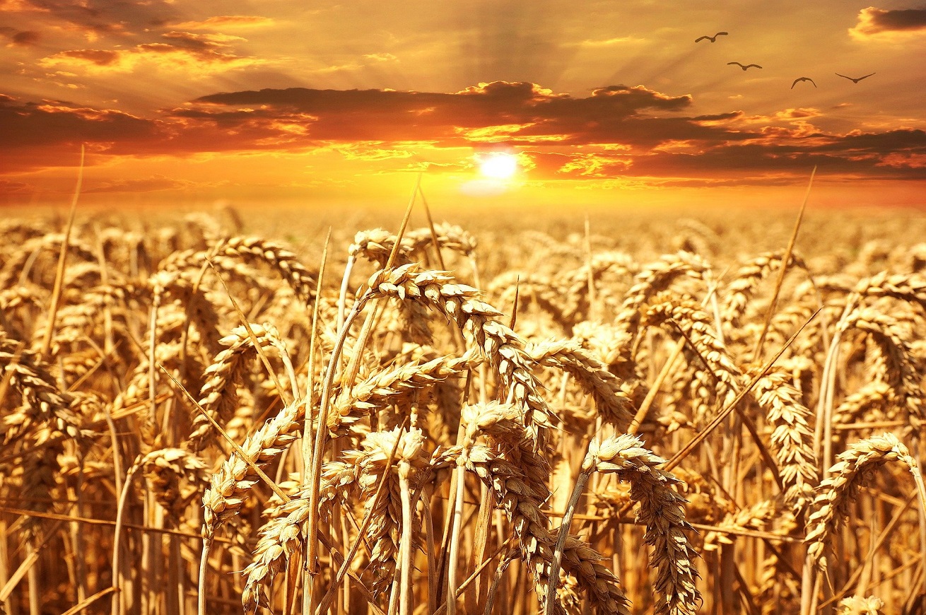 grano