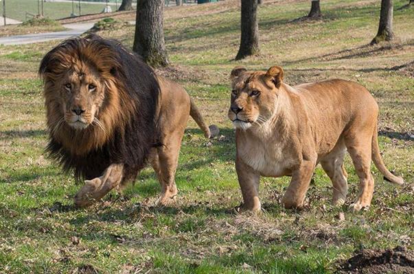 Safari Park di Pombia lancia l’SOS: serve cibo per gli animali