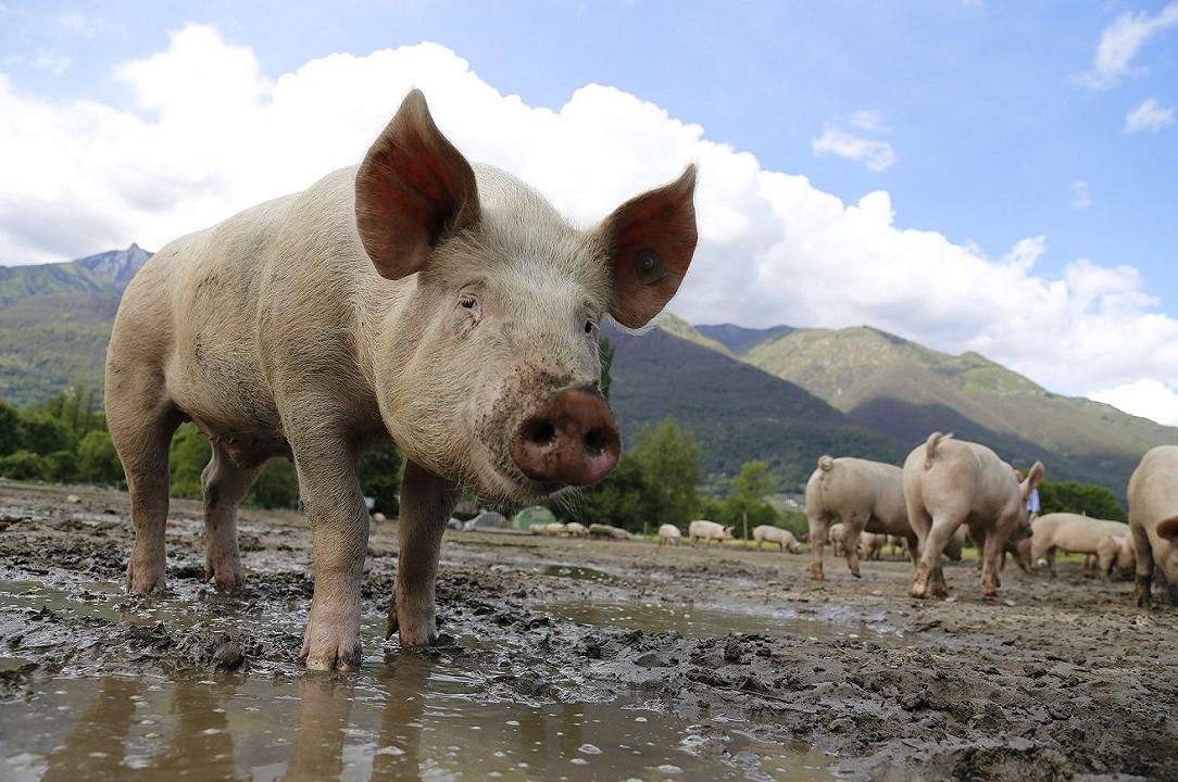 Campania: il Tar salva dall’abbattimento i maiali sequestrati nell’inchiesta sugli sversamenti illeciti