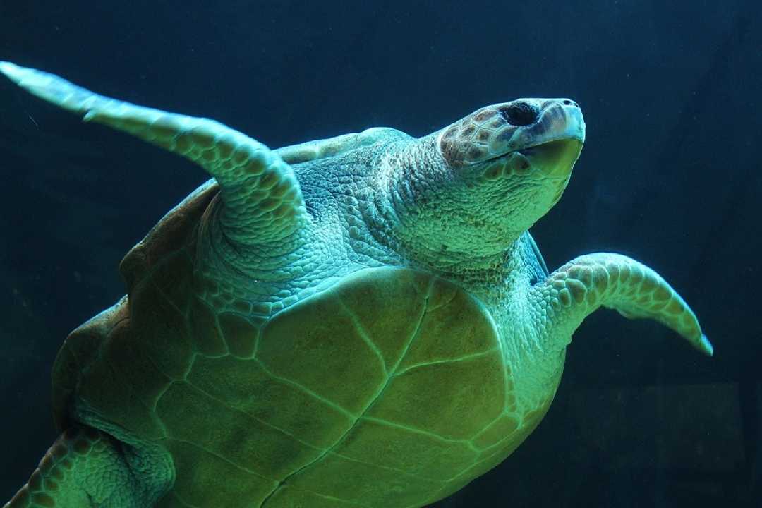 Uova di Pasqua con incarto plastic-free: così si aiutano le tartarughe marine