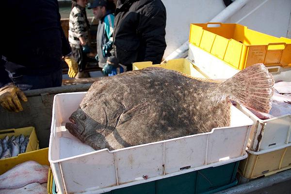 Mercati: come cambia a Chioggia l’asta del pesce all’orecchio