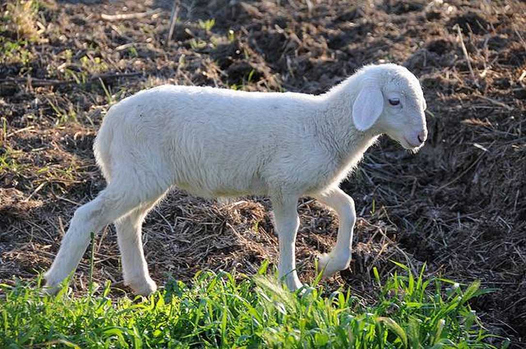Pasqua: l’agnello è fuori moda, le ricerche di menu vegetariani crescono del 40%