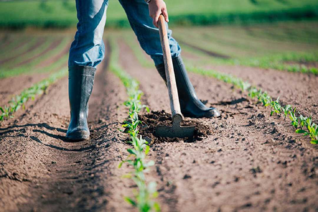 Agricoltura: ora c’è uno sportello online per trovare lavoro nei campi