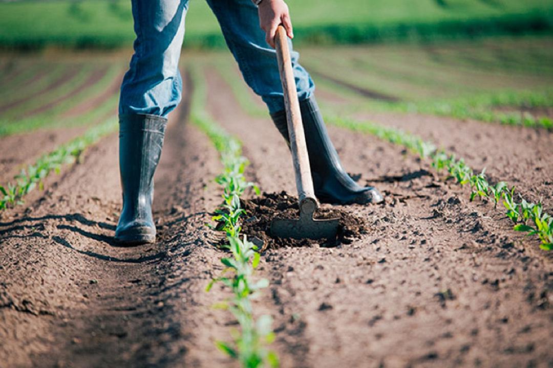 Agricoltura: arriva l’app “Restoincampo” per gestire la manodopera