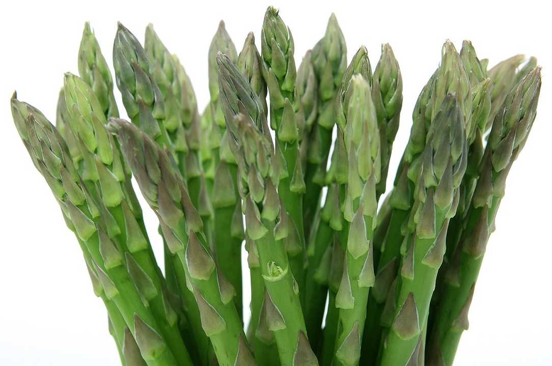 Asparagina: come l’amminoacido degli asparagi potrebbe curare il Coronavirus