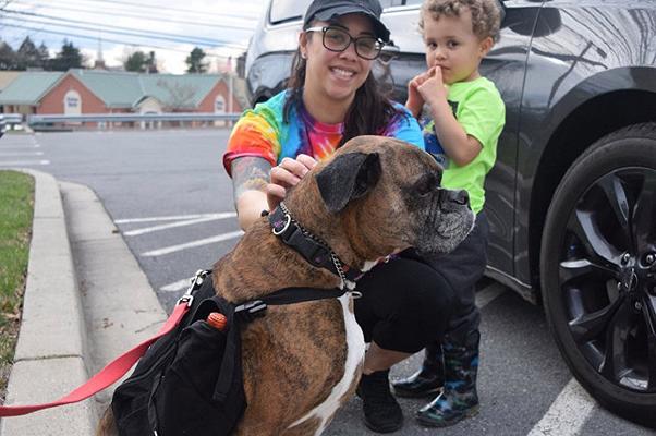 USA: durante il Covid-19 i cani diventano rider e consegnano vino e cibo