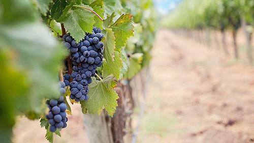 Ricordate quando il vino non era in crisi? Bene, ora il presidente dell’UIV apre agli estirpi