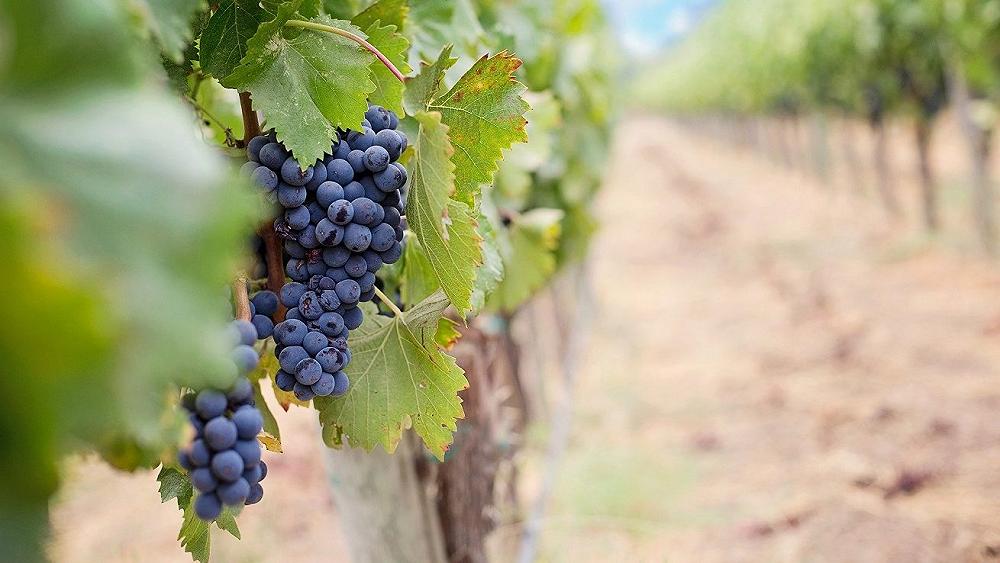 Ricordate quando il vino non era in crisi? Bene, ora il presidente dell’UIV apre agli estirpi