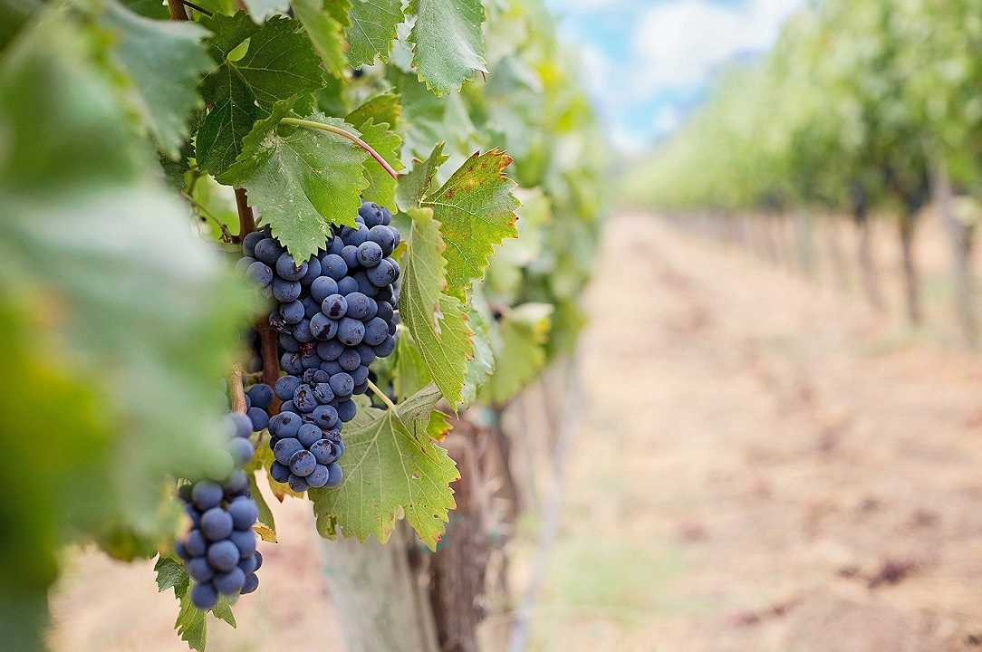 Enoturismo: dal 2021 sarà nominata annualmente la capitale italiana del vino