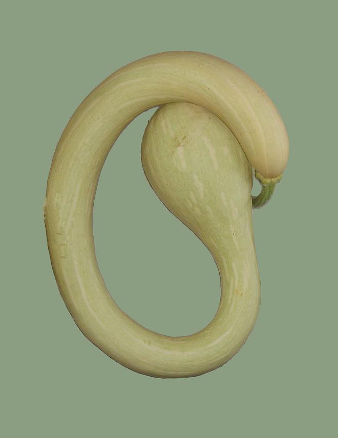 Zucchina-trombetta