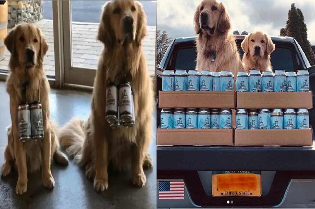 Delivery: cani rider consegnano birra a domicilio negli USA