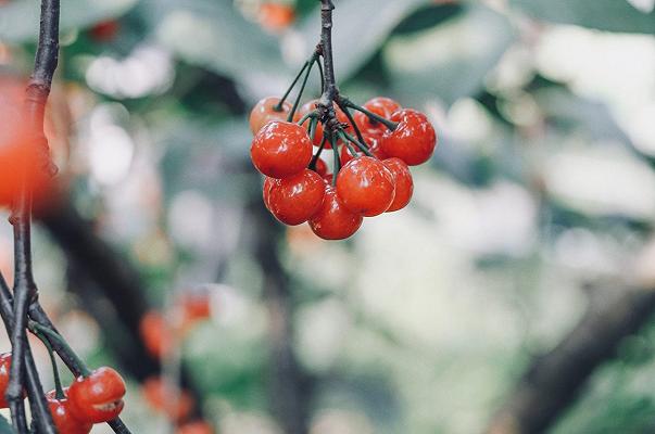 Tutti i tipi di ciliegie italiani e come riconoscere le varietà