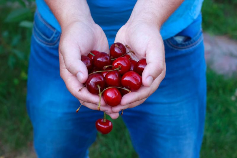 ciliegie di vignola tra le mani