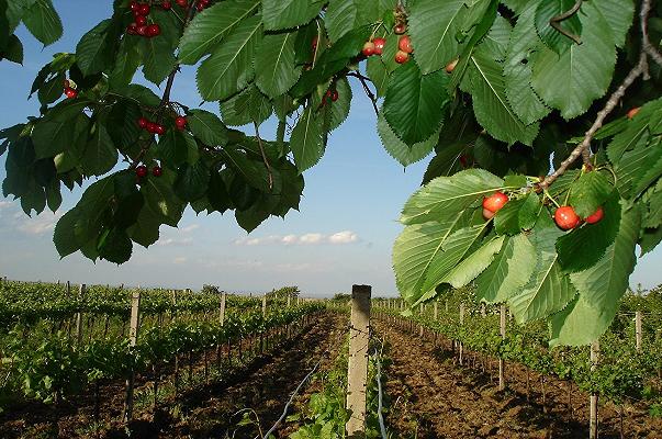 Bari: gravi danni a ciliegie e vigneti a causa delle trombe d’aria