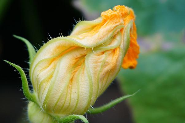 Come pulire i fiori di zucca