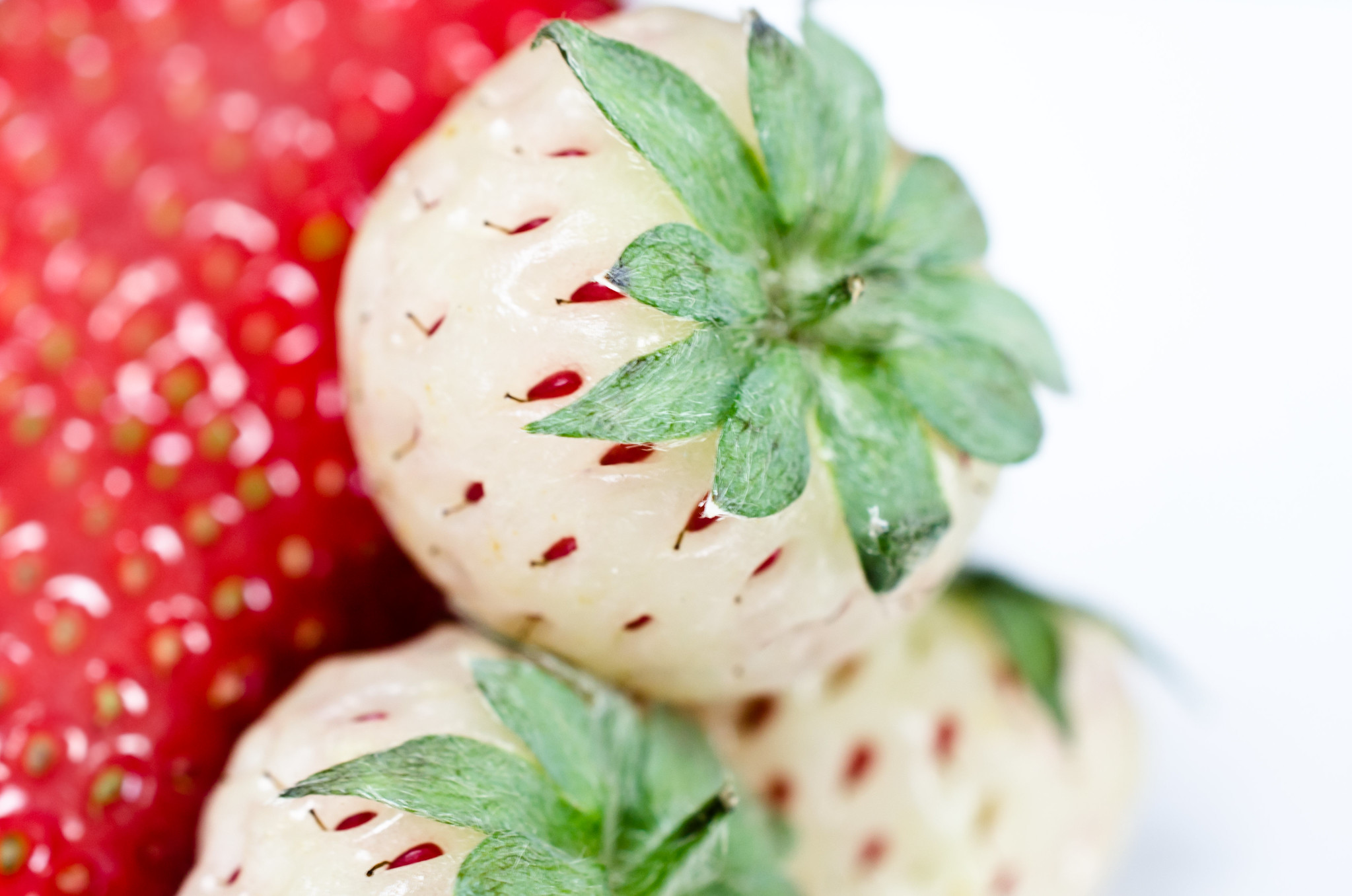 fragola-bianca