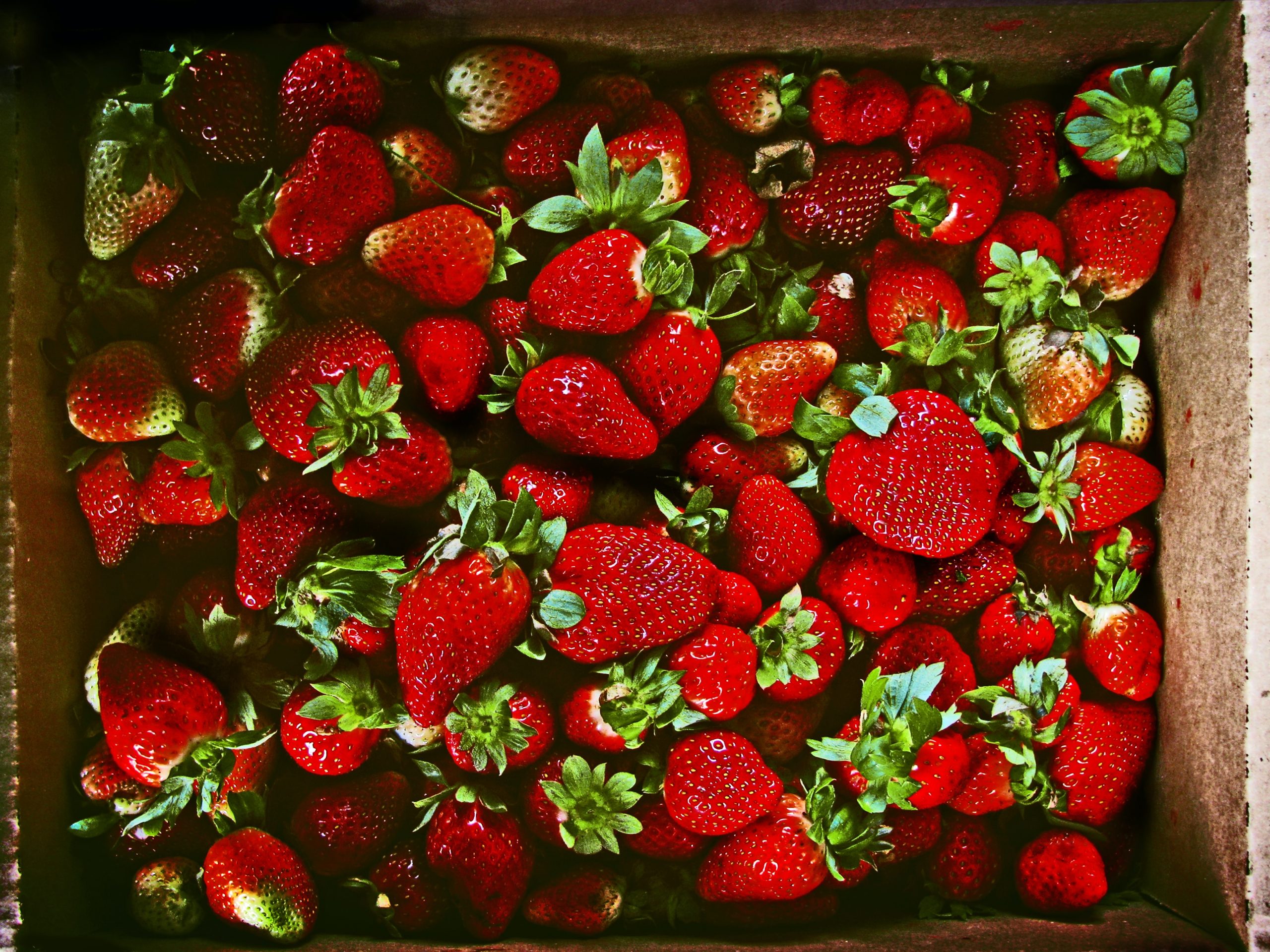 fragole-nemi