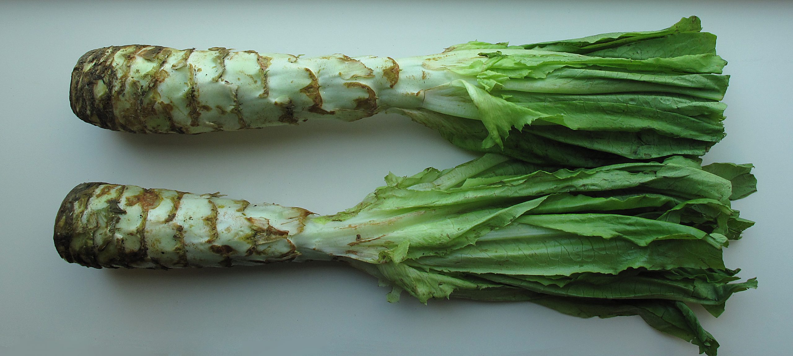 lattuga-asparago
