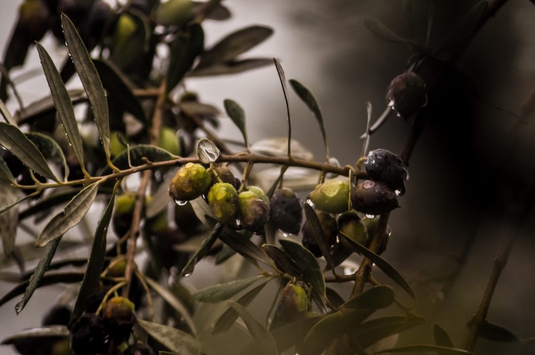 olive; dieta mediterranea