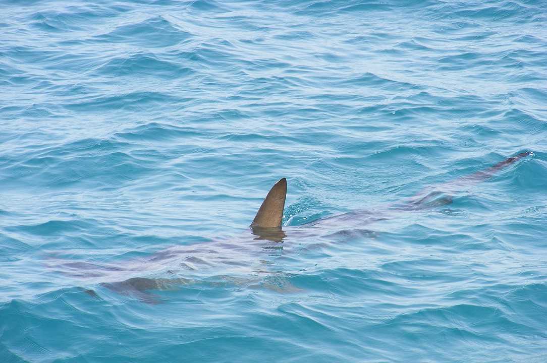 Carne di squalo nel cibo per animali: l’ultima scoperta di uno studio universitario