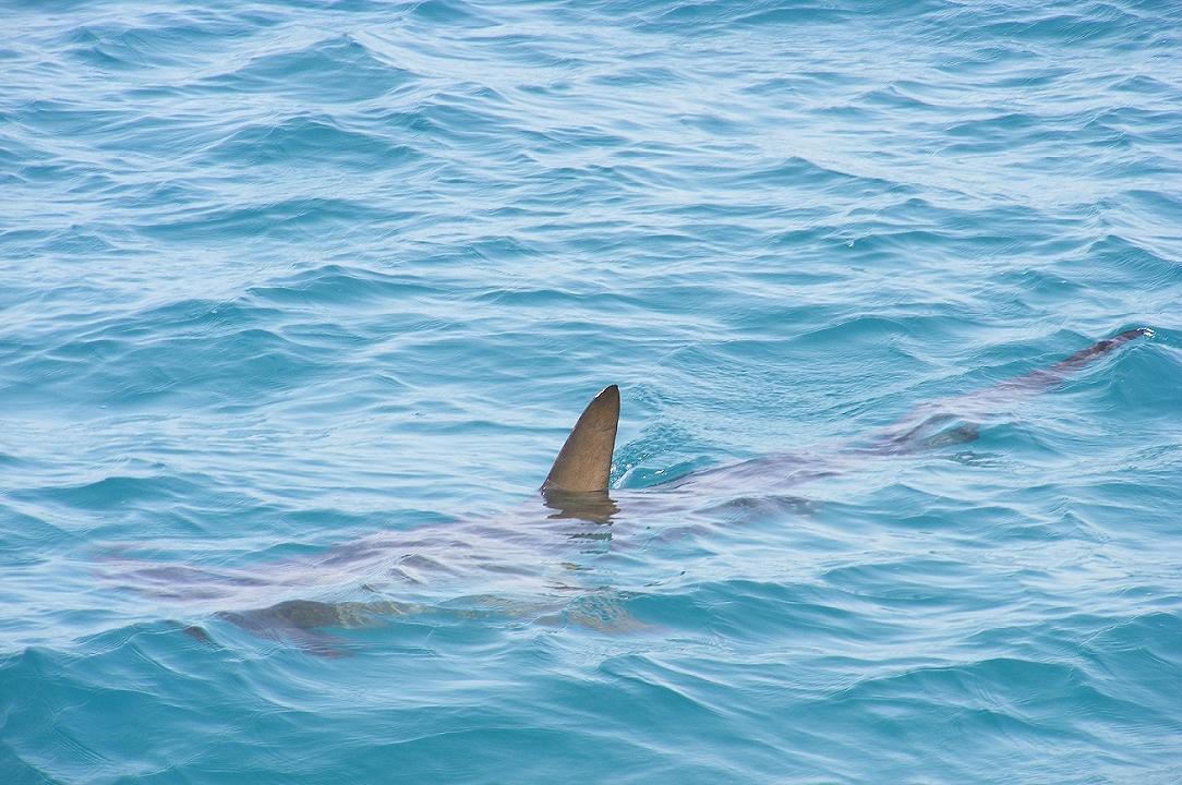 Stati Uniti, le Hawaii sono il primo stato a vietare la pesca degli squali