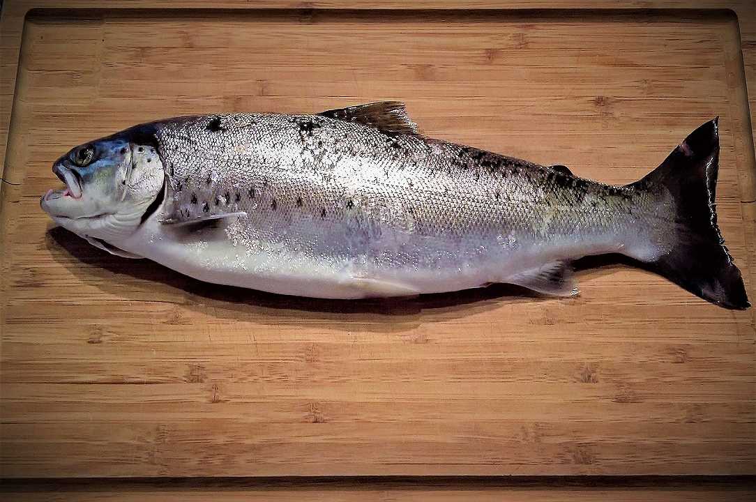 Lago di Garda: pescata trota record da 10 kg