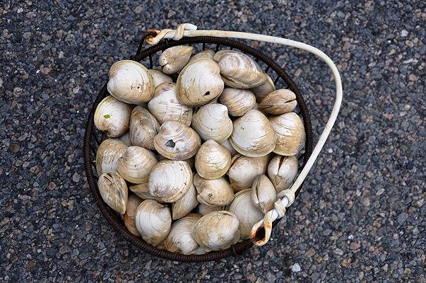 Cozze e vongole del Delta del Po manterranno l’etichetta bio