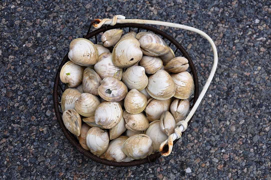 Bacoli: sequestrati 40 kg di vongole pescate di frodo dall’inquinato Lago Fusaro