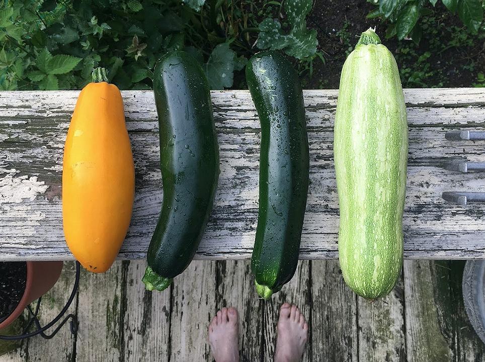 Tipi di zucchine, le 16 varietà da riconoscere