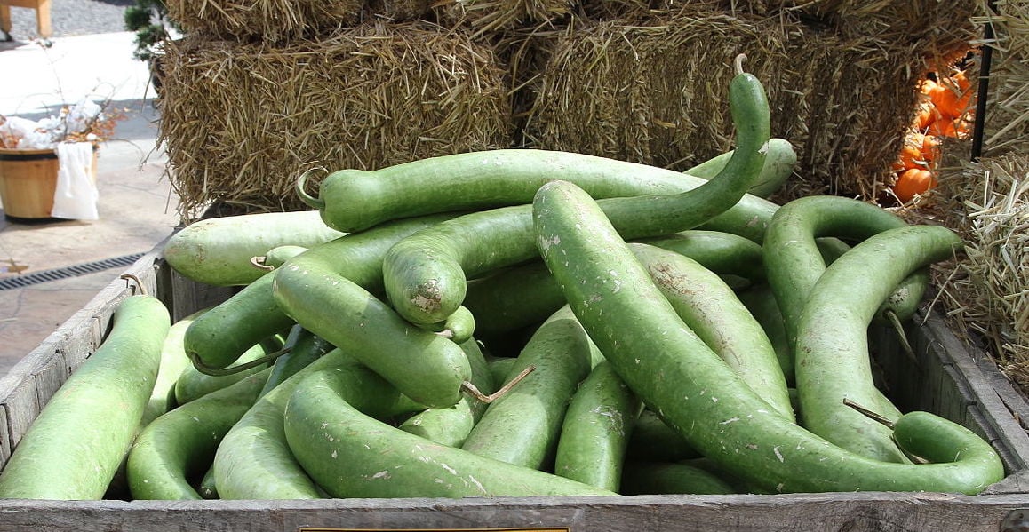 zucchine-lunghe