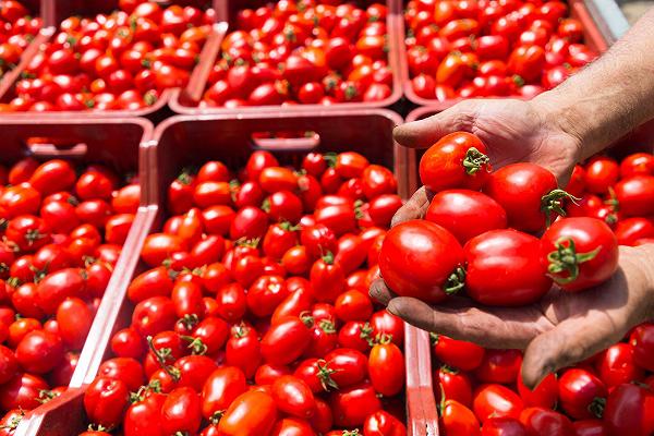 8 varietà di pomodori campani che dovete conoscere