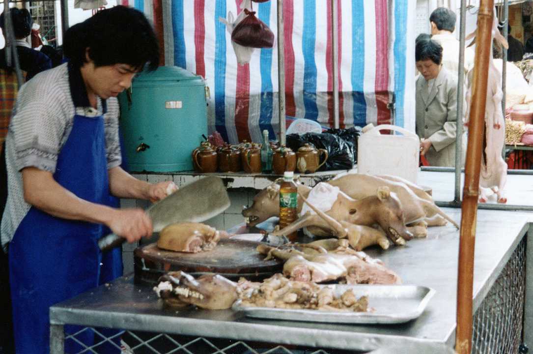 Cina: apre domani il festival della carne di cane