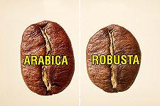 Caffè: le differenze tra arabica e robusta (contro la robustofobia)