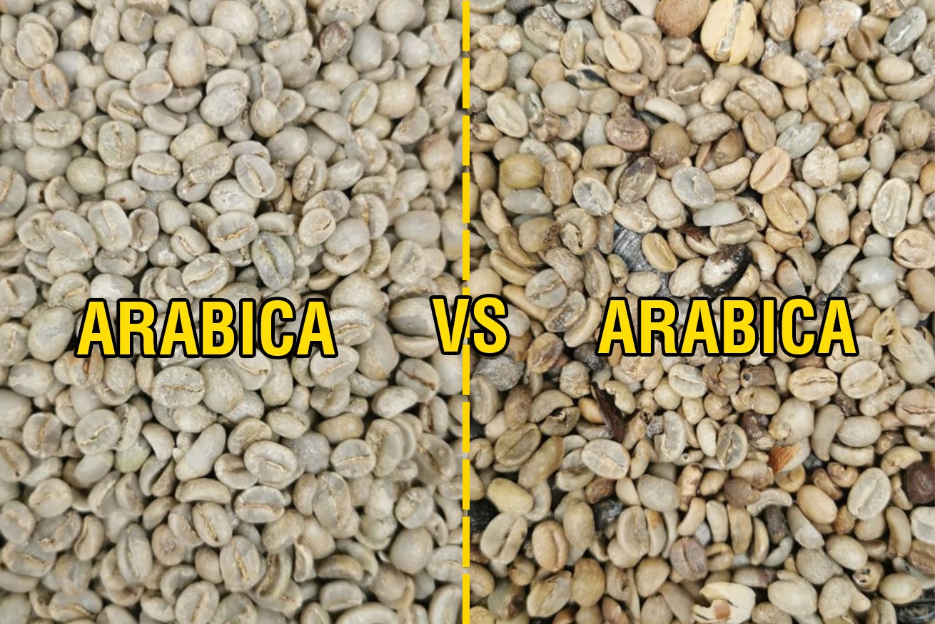 caffè; arabica e robusta