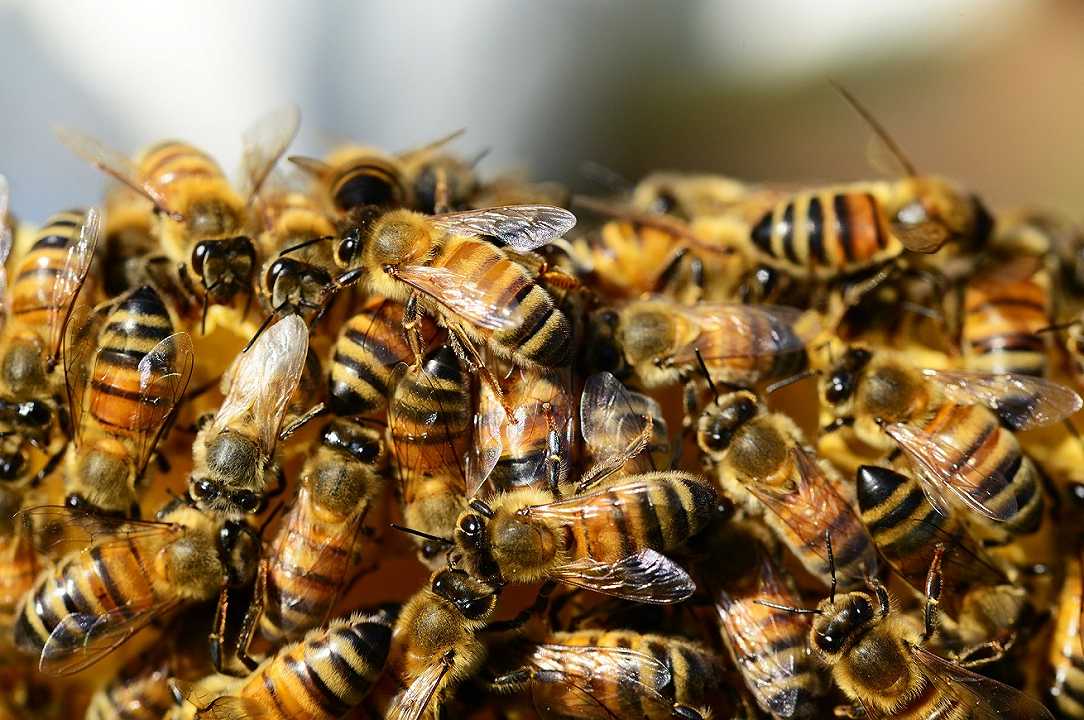 Padova: un bar di piazza Frutti evacuato a causa di uno sciame d’api
