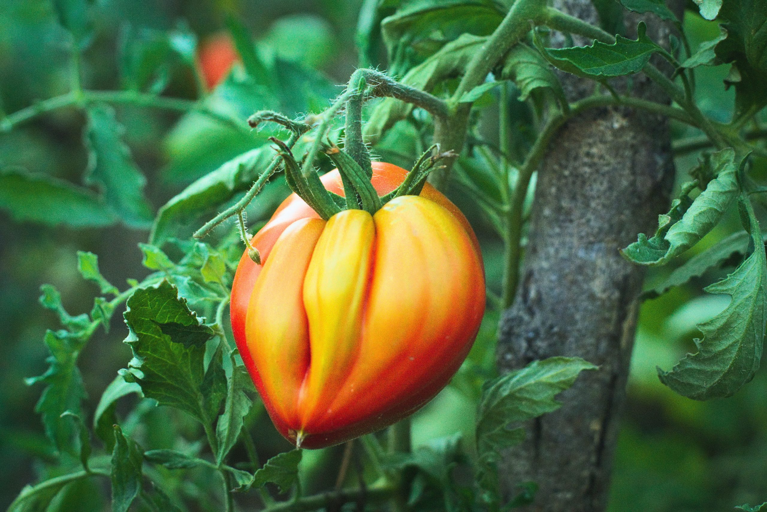 cuore-di-bue-pomodoro