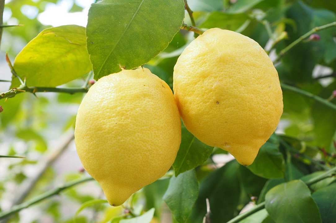 Catania: bloccato carico di limoni argentini, erano infestati da pericoloso fungo