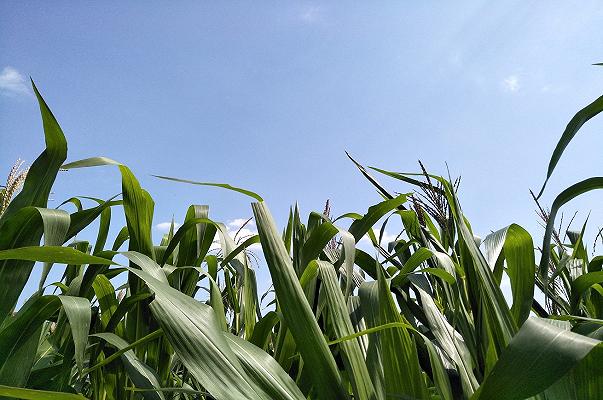 Agricoltura: l’UK affronta la crisi dei costi investendo sulle soluzioni green