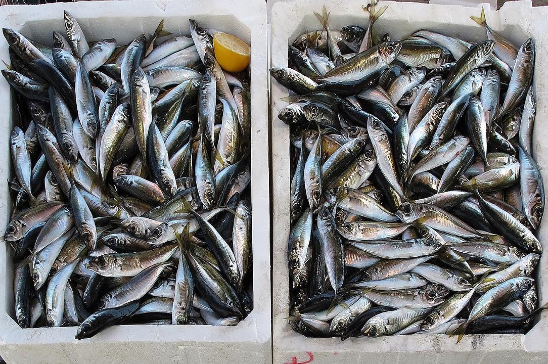 Palermo: il mercato ittico rimarrà aperto, no allo sgombero per la sanificazione