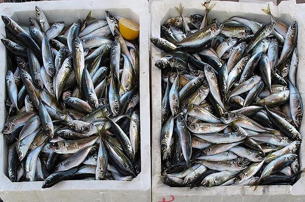 Pesce illegale diventa cibo per i poveri, l’iniziativa di Intesa Sanpaolo e Banco Alimentare