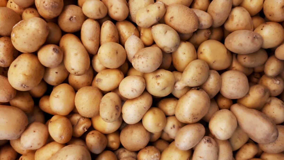 patate-bianche