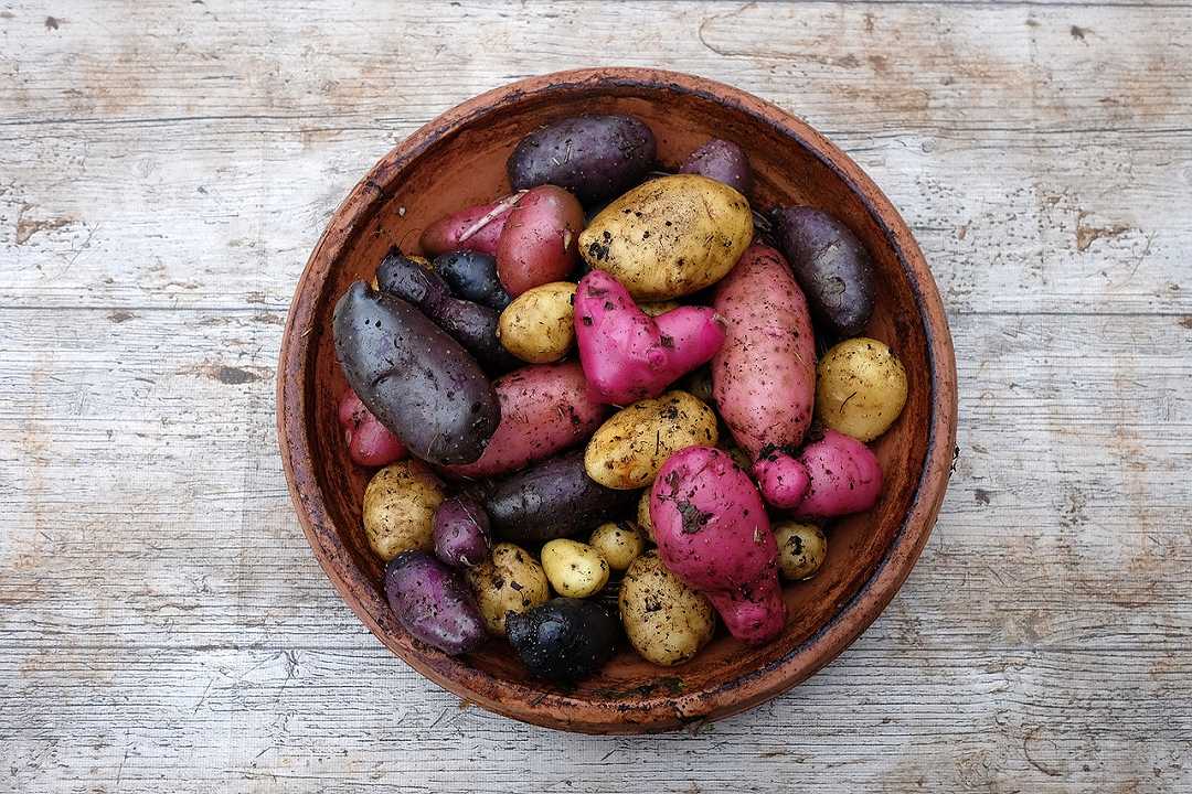 Tipi di patate: tutte le 36 varietà italiane e come riconoscerle