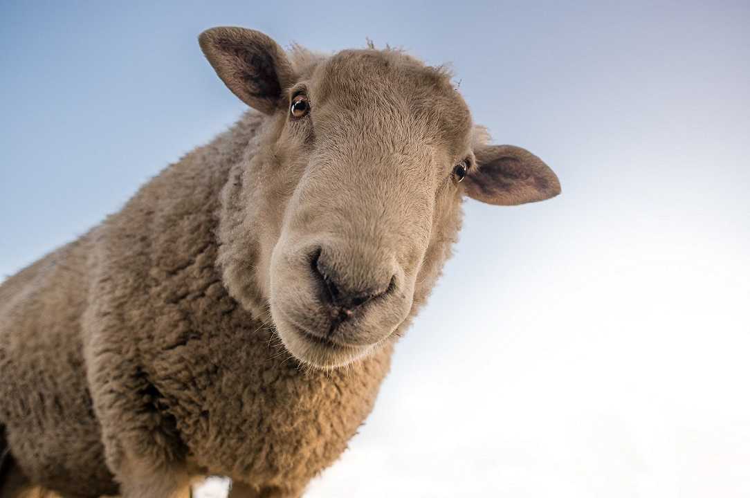 Virus blue tongue contagia 5.000 pecore in Sardegna