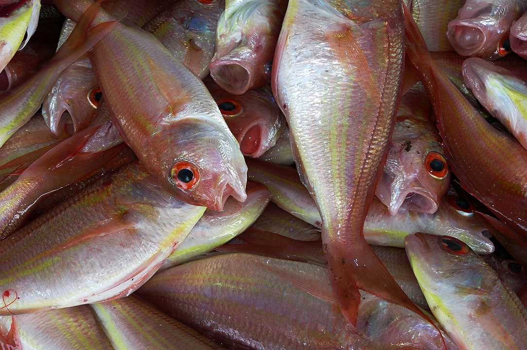 Venezia, controlli in un ristorante sul lungomare: sequestrati 15 kg di carne e pesce