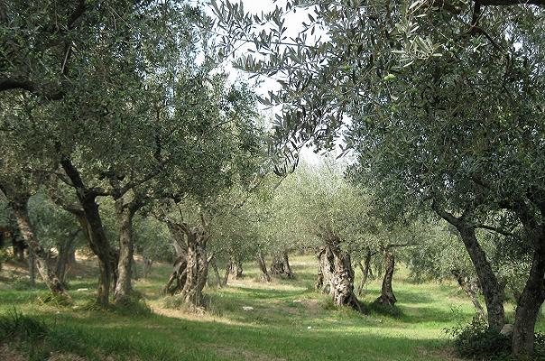 Olivi in Puglia, 2,8 milioni per sostenere le aziende colpite dalla Xylella