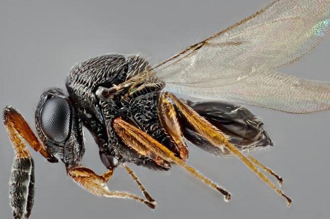 Agricoltura, vespe samurai per combattere la cimice asiatica: c’è l’ok per l’utilizzo