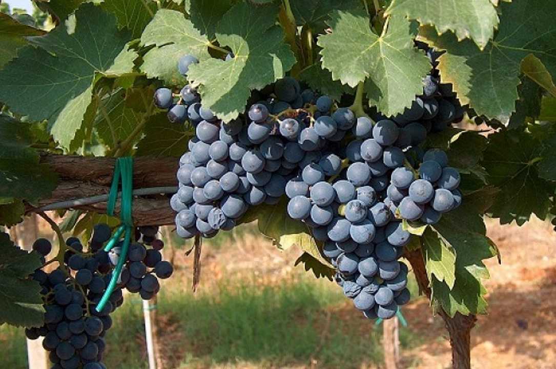 Vino: la Sardegna difende il suo Cannonau, rischia di essere “desardizzato”
